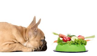 healthy-veggies-for-dogs-8847295