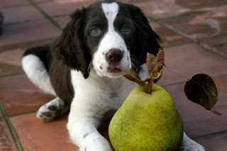 dog-eat-pear-2234322