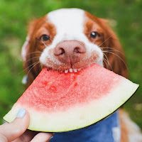 dog-watermelon-5288564