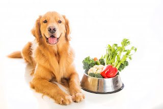 dog-with-veggie-9325120