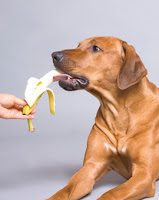 dog2beating2bbannana-3271816