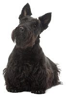 scottish-terrier-3740913