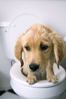 dog-diarrhea-2840567