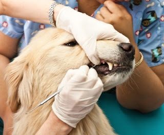 dog-dentist-9398432