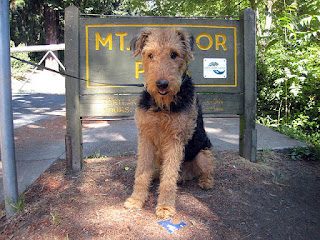 airedale-terrier2-8312805