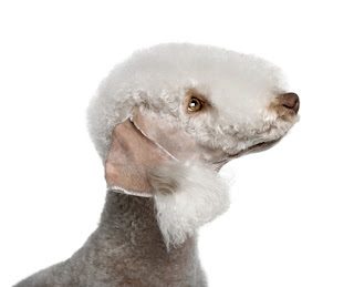 bedlington-terrier-head-6248743