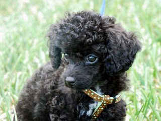 toy-poodle-1-3585588