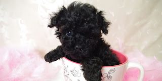 toy-poodle-3-9445535