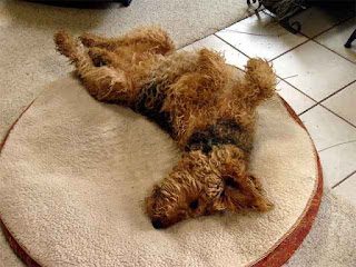 airedale-terrier-personalitykids-9717794