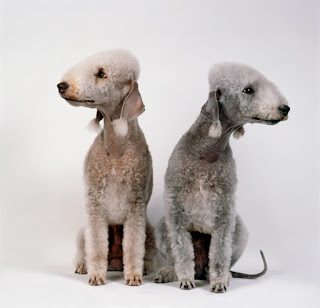 bedlington-terrier2-3081647