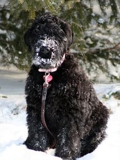 black-russian-terrier-2-3488383
