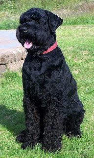 black-russian-terrier-3-7135137