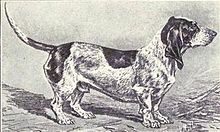blue_basset_of_gascogne_from_1915-1949349