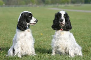 english-cocker-spaniel-dogs-puppies-1-8708149