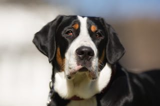 greater-swiss-mountain-dogs-4426125