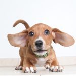 basschshund-history-3770807