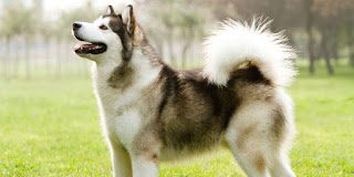 canadian-eskimo-dog-1-2348495