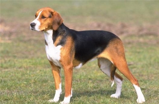 are finnish hounds smart dogs