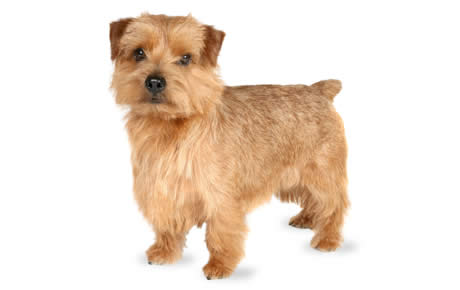 are norfolk terrier hypoallergenic