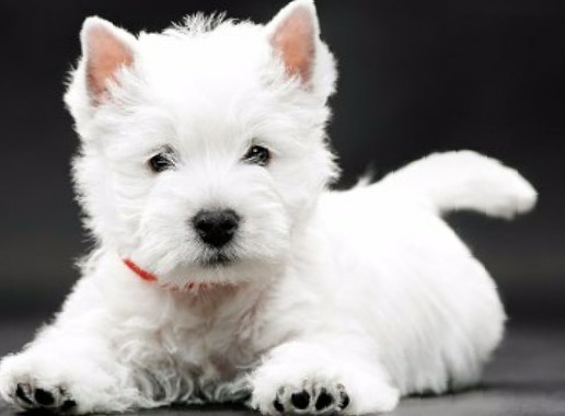 are west highland white terrier dogs hypoallergenic