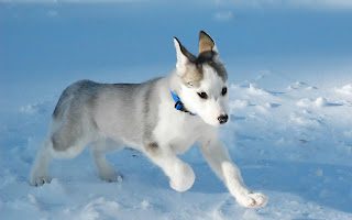 canadian-eskimo-dog-photo-9721603